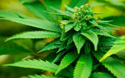marijuana
