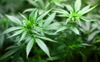 marijuana plants