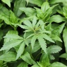 Cannabis Treatment Threatens Deadly Painkiller Industry Cannabis Treatment Threatens Deadly Painkiller Industry