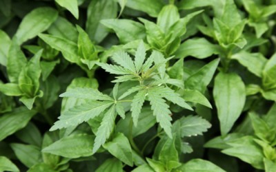 marijuana, pot