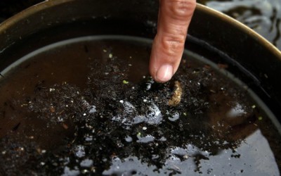 microbeads