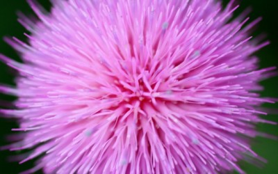 milk thistle