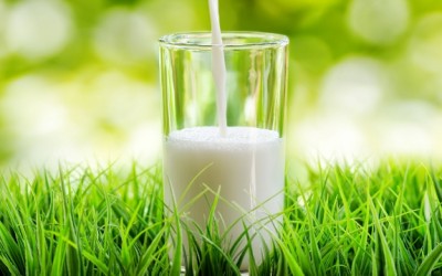 goat milk