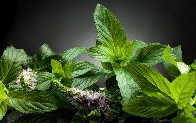 mint leaves