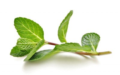 mint leaves
