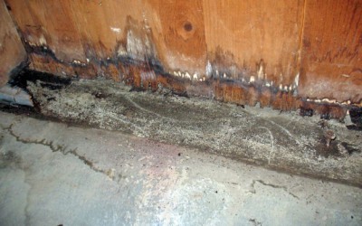 Is Mold In Your Home Making You Sick