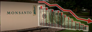 Monsanto profits fall