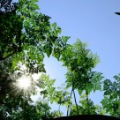 Moringa Health Benefits – The Superfood You Don’t Know About Moringa Health Benefits – The Superfood You Don’t Know About