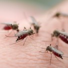 Homemade Mosquito Repellent – 5 Natural Ways to Fight Mosquitoes Homemade Mosquito Repellent – 5 Natural Ways to Fight Mosquitoes