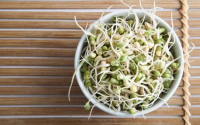 mung bean sprouts