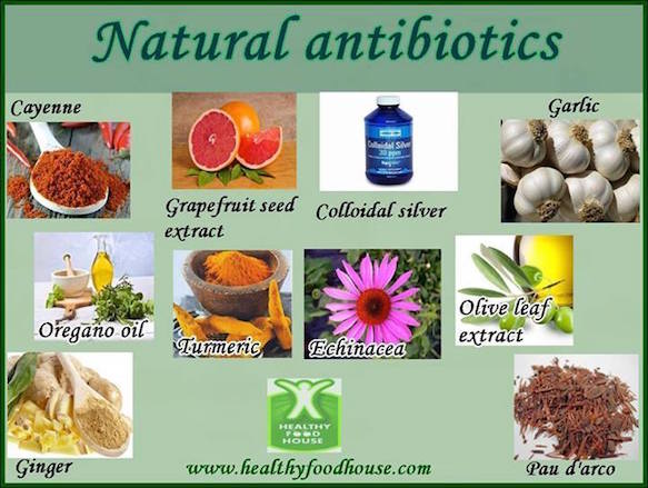 What Are The Most Effective Natural Antibiotics? | Natural Society