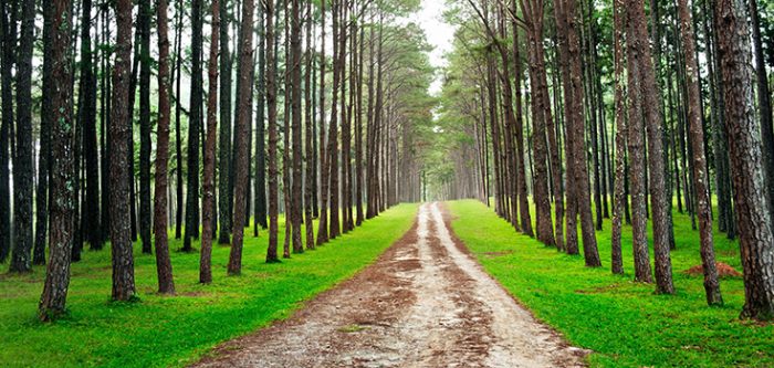 walking through nature
