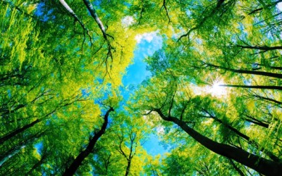 forest