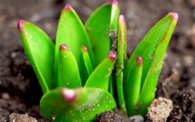 sprouting