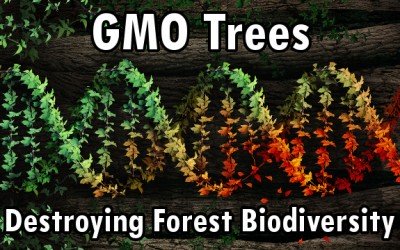 gmo trees