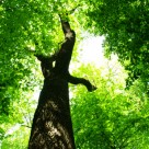 An Excellent, Inexpensive Multi-Purpose Detox Agent You Probably Don’t Know About An Excellent, Inexpensive Multi-Purpose Detox Agent You Probably Don’t Know About