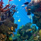Scientists Propose Dumping Hundreds of Tons of Iron into Ocean to ‘Stop Global Warming’ Scientists Propose Dumping Hundreds of Tons of Iron into Ocean to ‘Stop Global Warming’