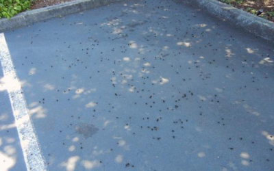 oregon-bee-deaths