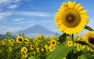 outside sunflowers