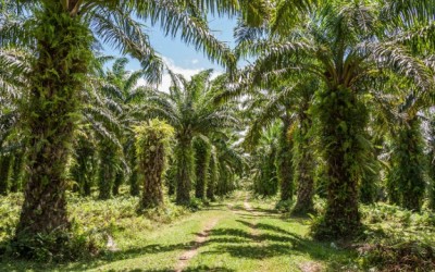 palm oil