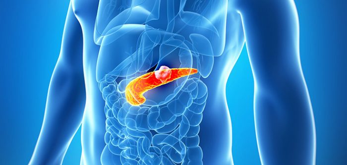 pancreas