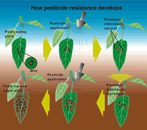pesticResist New Level: Monsanto Tries Patenting Natural Tomatoes