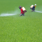 Monsanto’s Roundup is Killing Human Kidney Cells Monsanto’s Roundup is Killing Human Kidney Cells