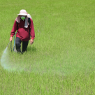 Massive Pesticide Exposure Inflating Global Obesity Crisis Massive Pesticide Exposure Inflating Global Obesity Crisis