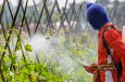 Glyphosate, Most Widely Used Weed Killer, Still Isn’t Killing Weeds