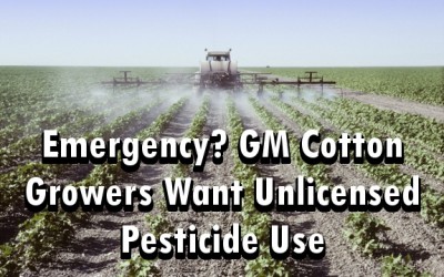 cotton pesticides