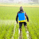 Glyphosate in Monsanto’s Roundup Found in All Urine Samples Tested Glyphosate in Monsanto’s Roundup Found in All Urine Samples Tested
