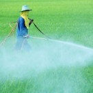 Deadly Pesticides Linked to Increased Prostate Cancer Risk Deadly Pesticides Linked to Increased Prostate Cancer Risk