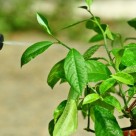 Monsanto’s Roundup Ready Crops Leading to Mental Illness, Obesity Monsanto’s Roundup Ready Crops Leading to Mental Illness, Obesity