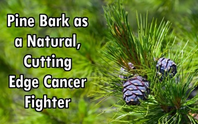 pine bark