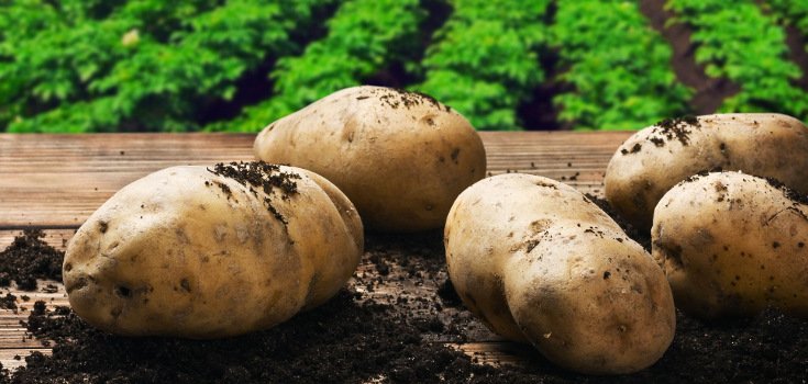potatoes_foods_735_350_2