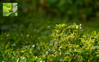 purslane