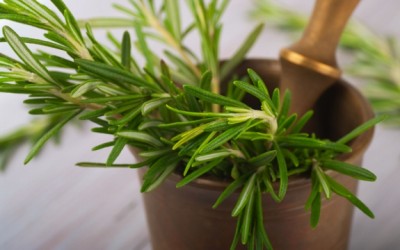 growing rosemary
