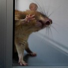 GMO Study Broadcast: Russian GMO Rat Experiment to be Broadcast 24/7 GMO Study Broadcast: Russian GMO Rat Experiment to be Broadcast 24/7