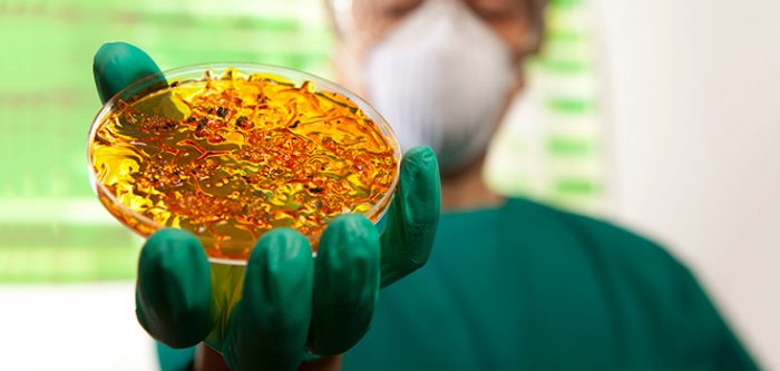 petri dish with bacteria or viruses