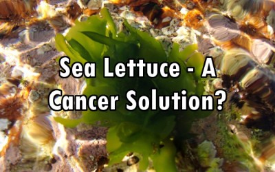 sea lettuce