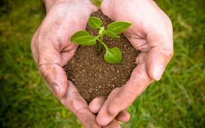 plant seeds