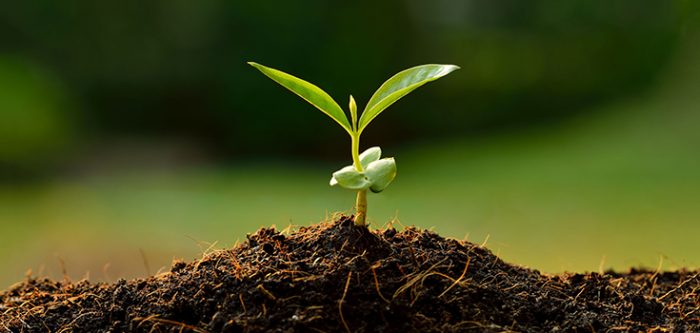 soil, plant
