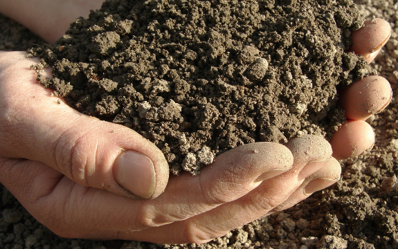 Admittedly Illegal Genetically Modified Soil Fungus Present in ‘Organic’ Products