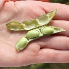 New GMO ‘Agent Orange Soy’ Silently Backed by USDA New GMO ‘Agent Orange Soy’ Silently Backed by USDA
