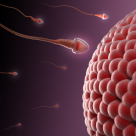 Omega-3 Fats Provide Powerful Fertility Benefits Omega-3 Fats Provide Powerful Fertility Benefits