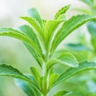 All Natural Stevia Plant: A Scrutinized Solution for Diabetes Sufferers All Natural Stevia Plant: A Scrutinized Solution for Diabetes Sufferers