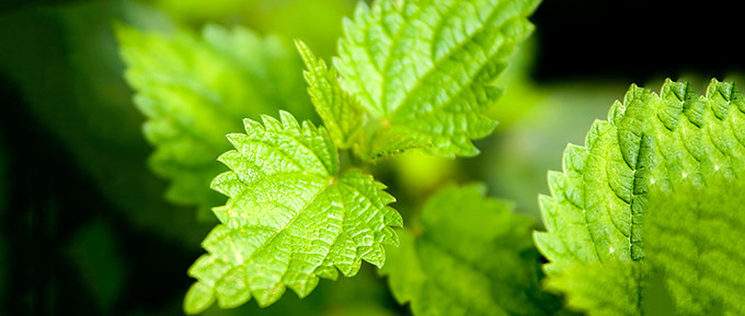 stinging-nettle-plant-680