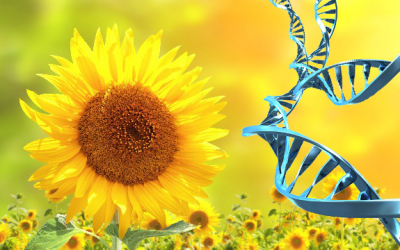 sunflowers dna