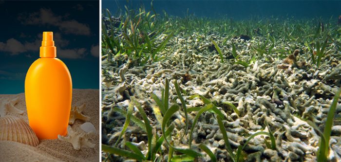 sunscreen safe for coral reefs