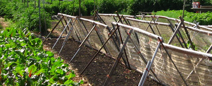 sustainable-rooftop-farming